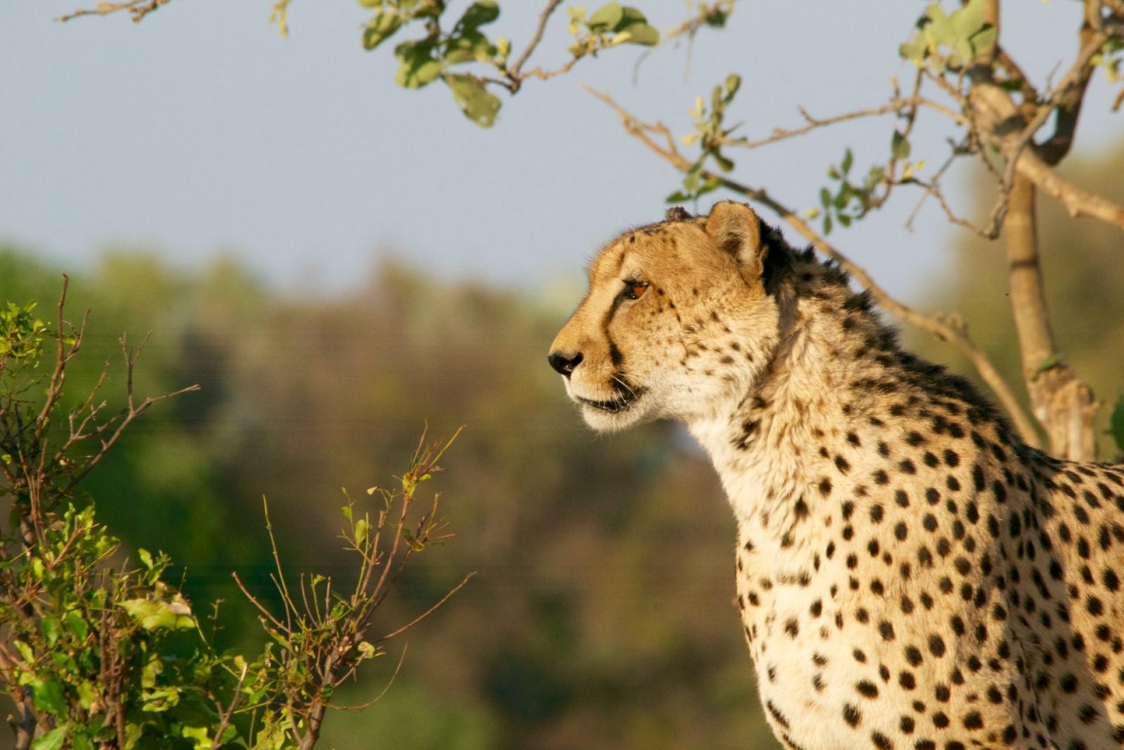 Trek Mt Kenya Tours