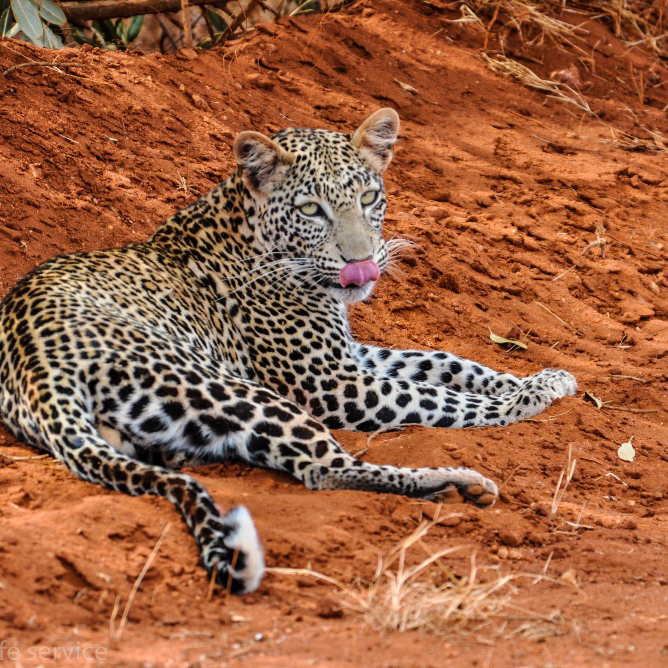 Trek Mt Kenya Tours