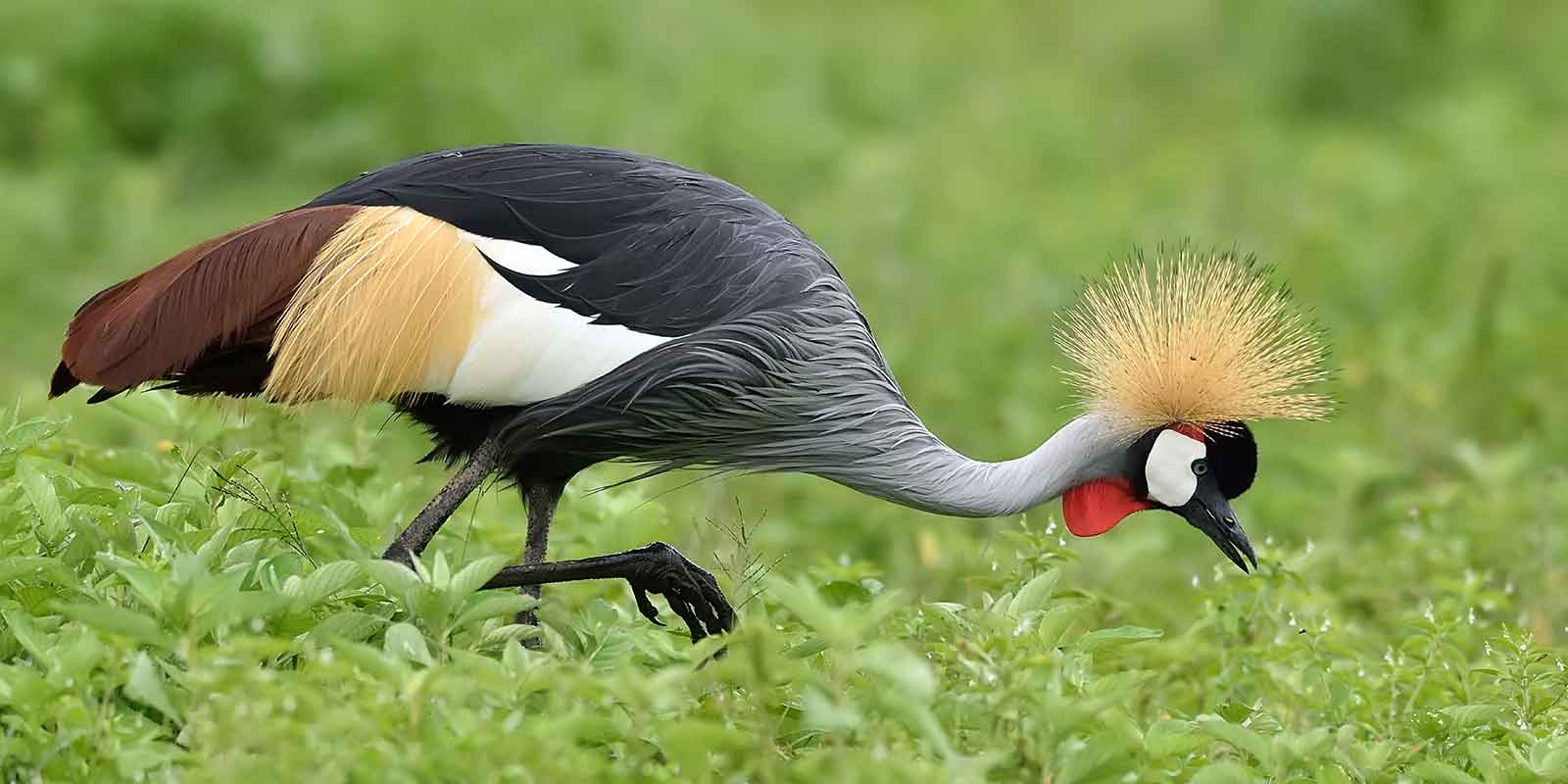 Trek Mt Kenya Tours