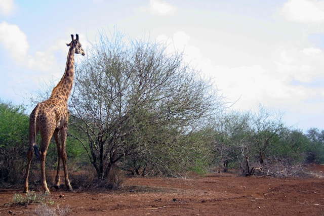 Trek Mt Kenya Tours